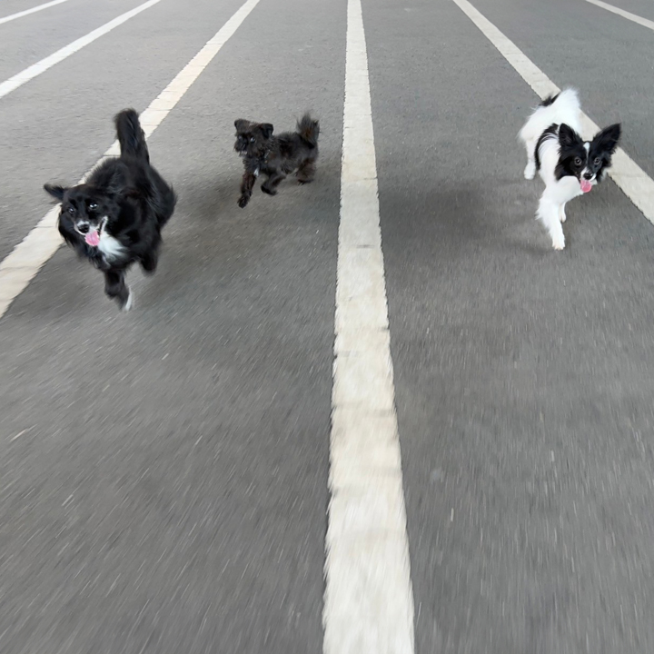 【朝】登園・プレイタイム