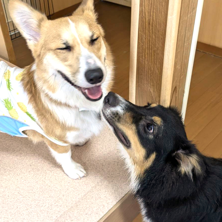 【夕】お迎えまでプレイタイム