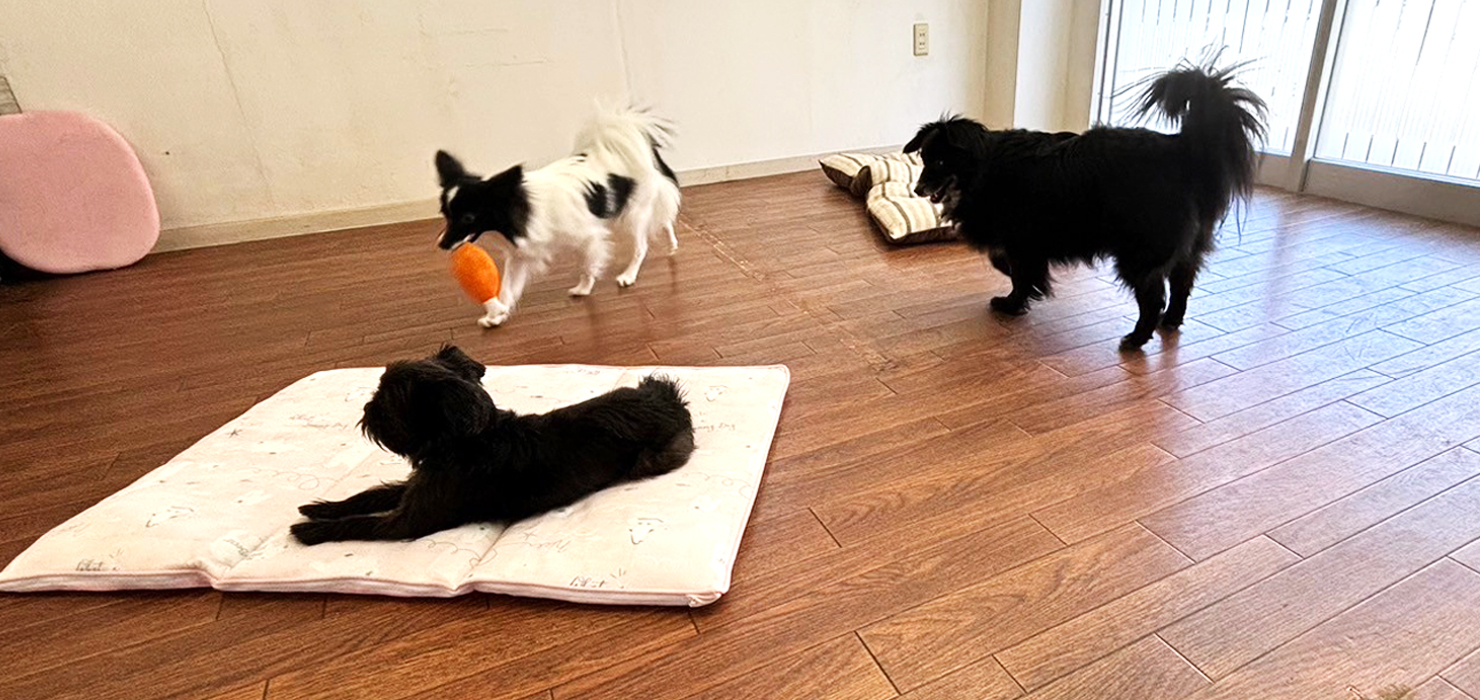 犬の保育園 Hanaについて