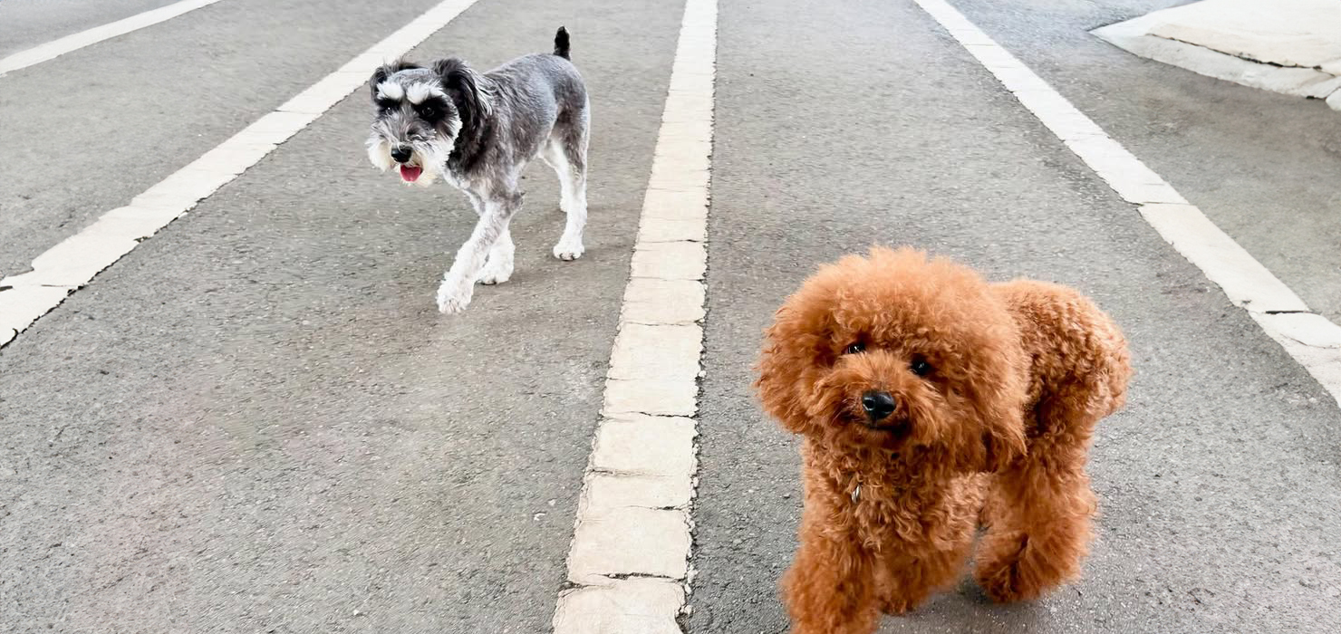犬の保育園 Hanaについて