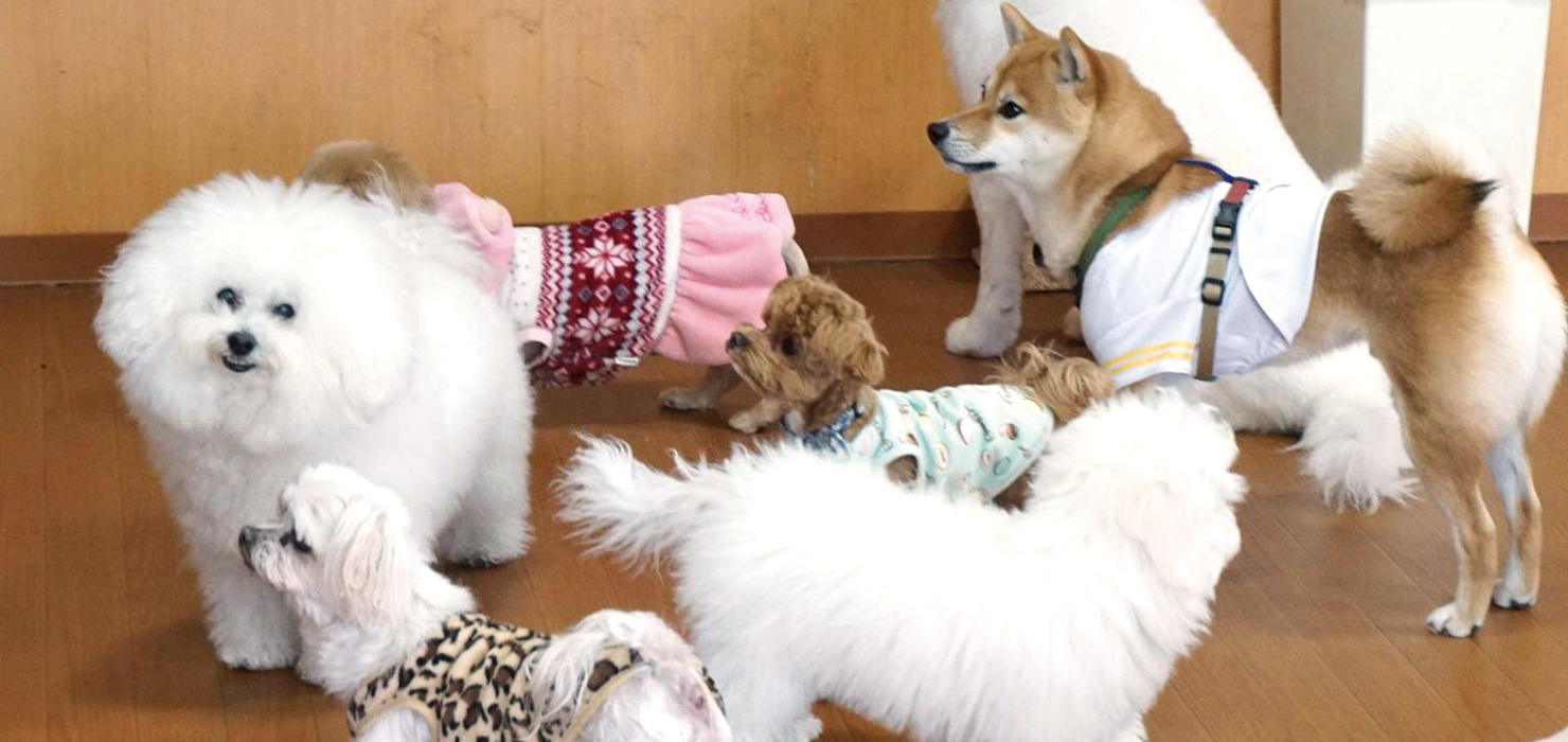 犬の保育園 Hanaについて