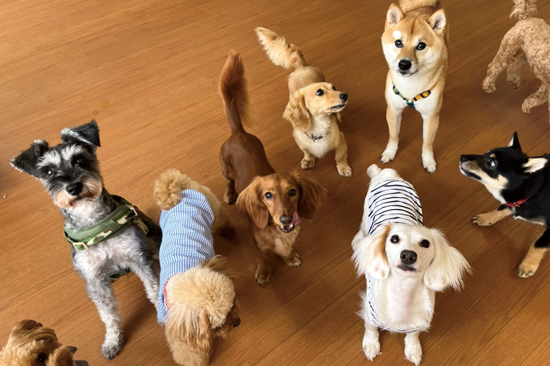 犬の保育園Hana