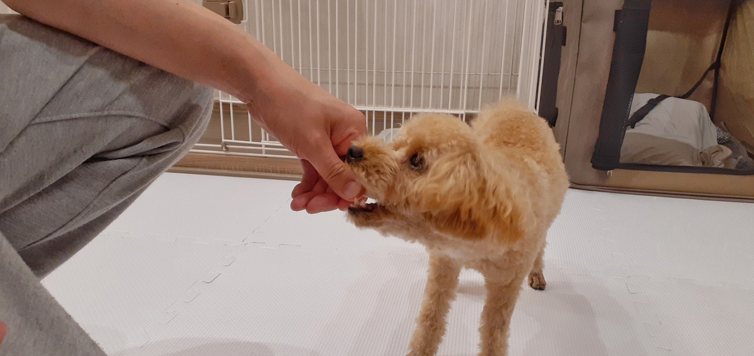 犬の保育園 Hanaについて