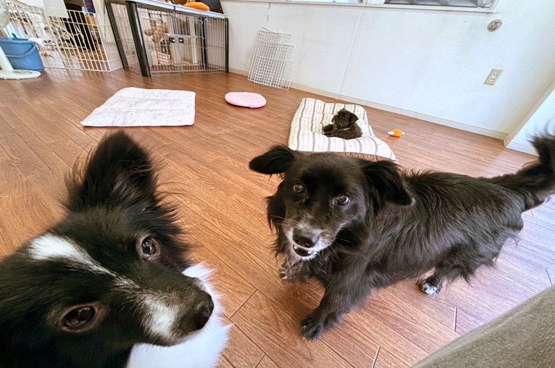 犬の保育園Hanaとは