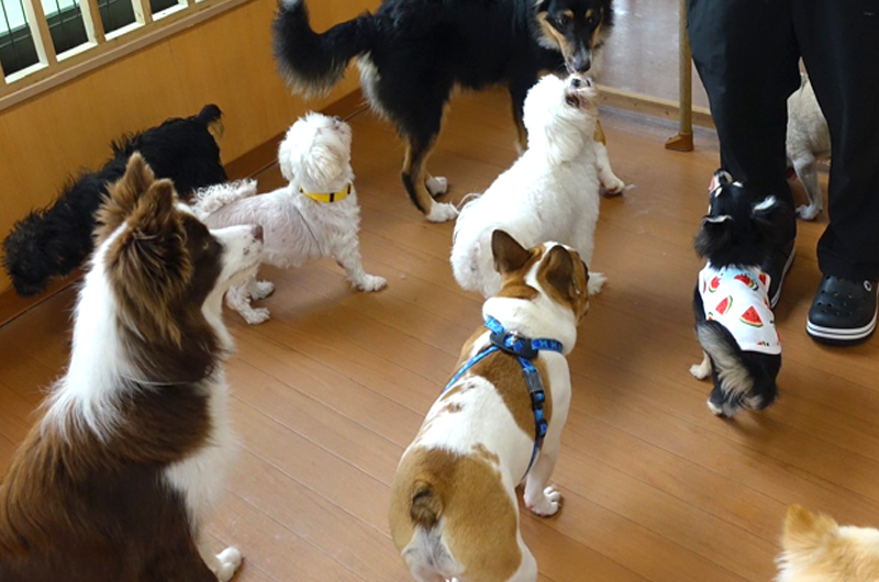 犬の保育園Hanaとは